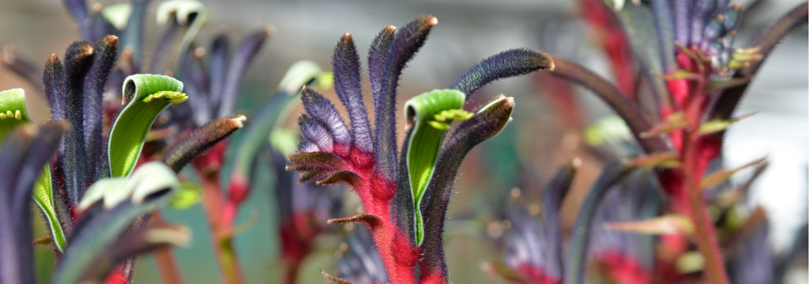 Ornamental Plant