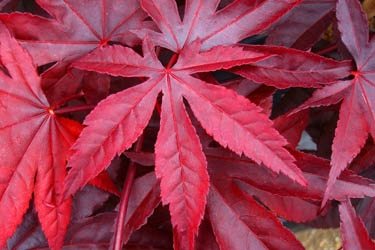 Trees & Shrubs