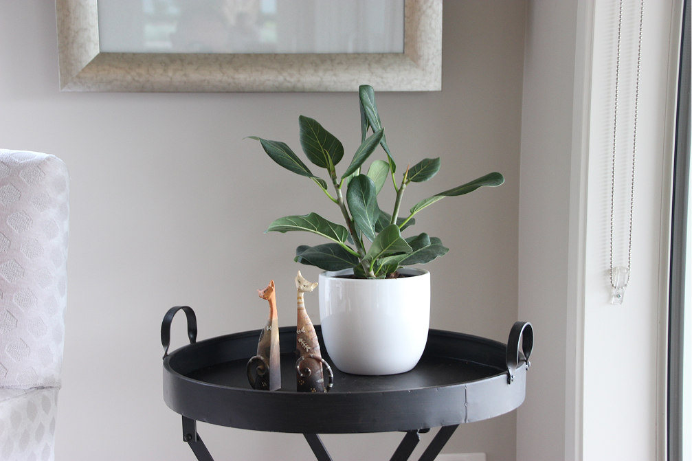 Plant in a ceramic pot