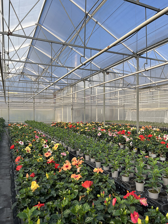 20240704_214336023_iOS 1 (1) Image of flowers in plant facility