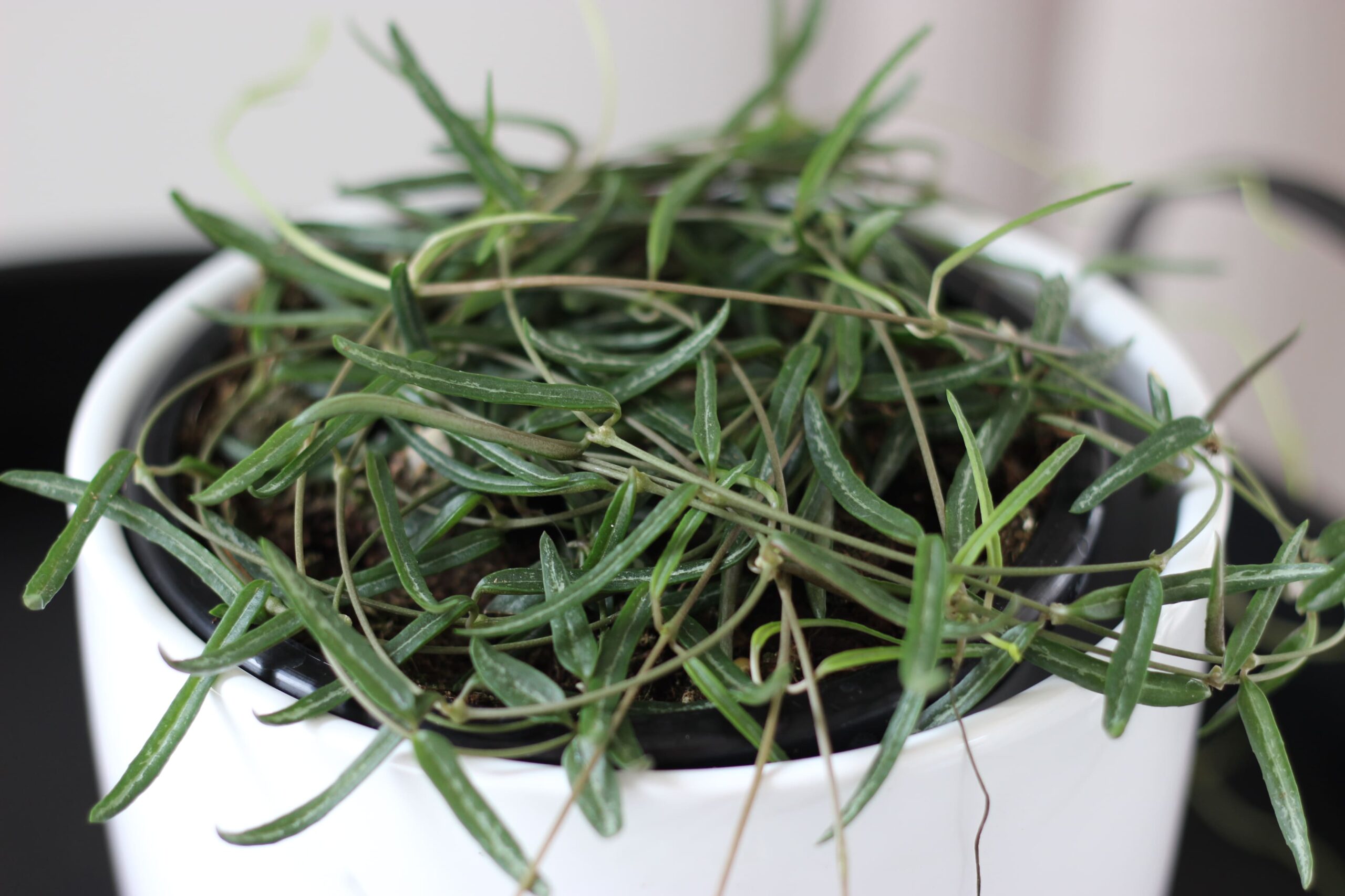 4395d1139fb75940591963f2f7155deb744fa693 (1) Close up image of plant
