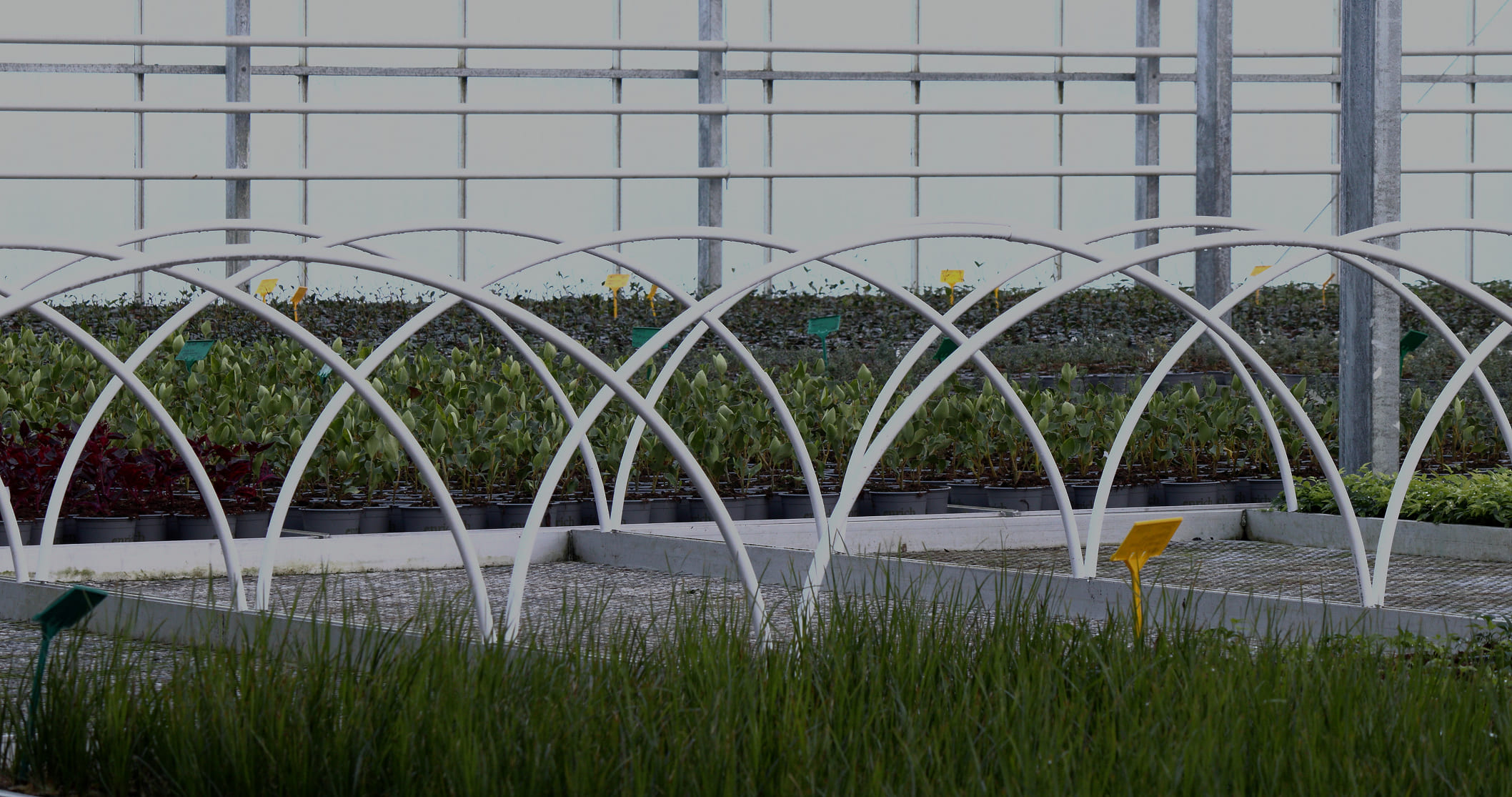 55302571825_d296891a43_6k 1 (1) Pot plants lined up