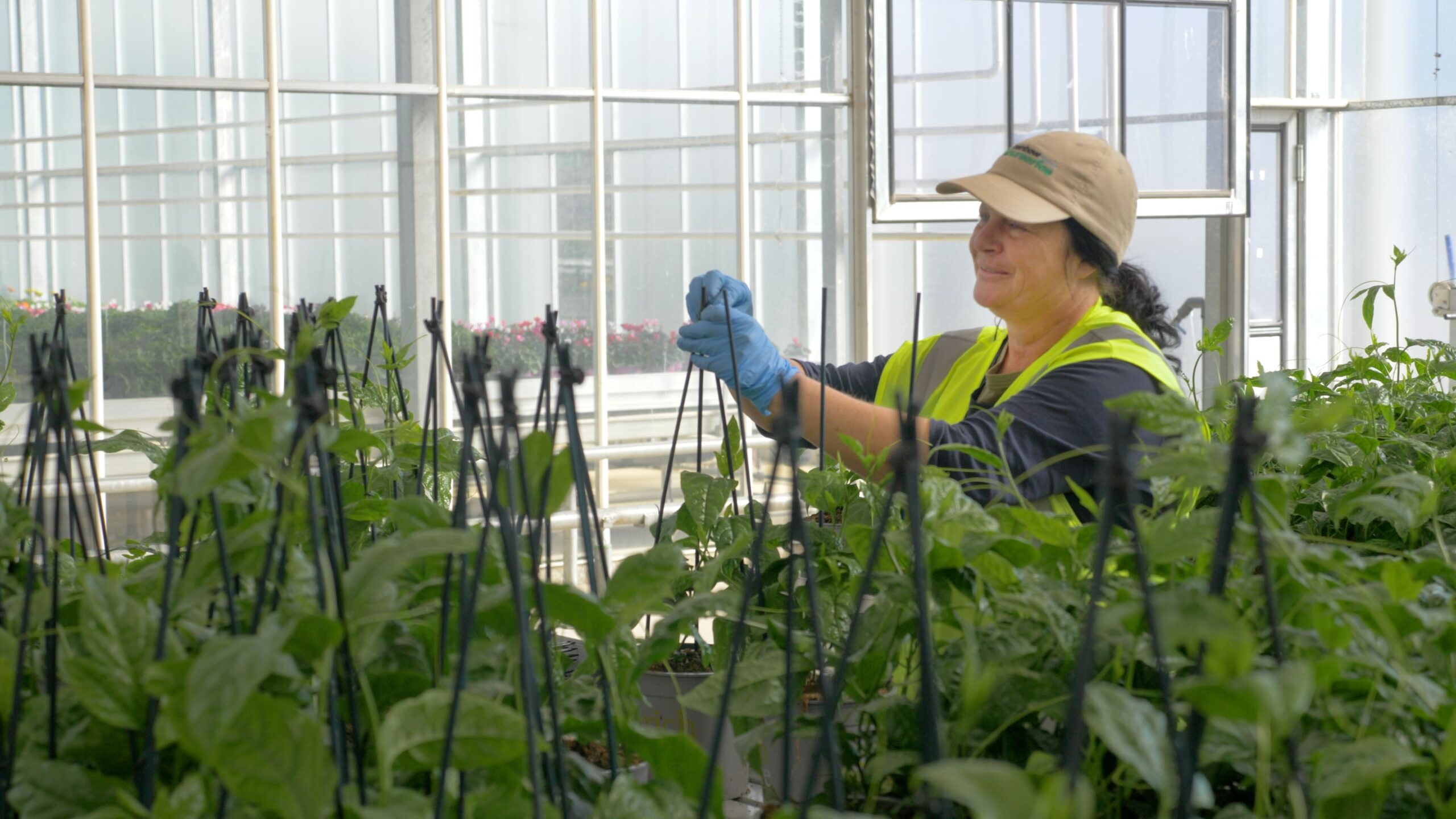 Person adding structure for plant