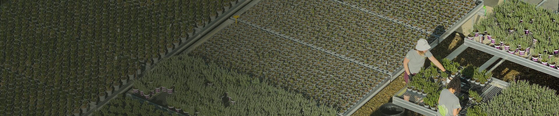 Banner Image of plants