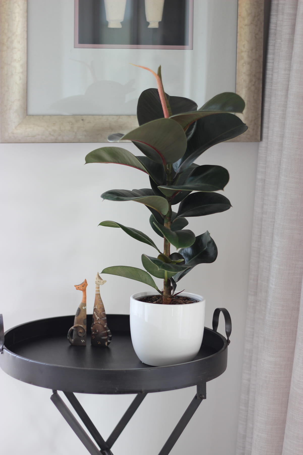 Ficus Cloe 4 1 (1) Plant in a ceramic pot