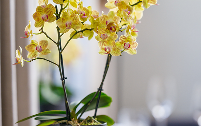 Lima