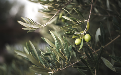 Frame 2886 (10) Olive Tree