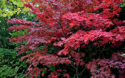 Frame 2886 (11) Acer Bloodgood