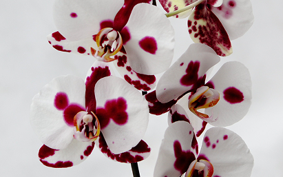 Orchid