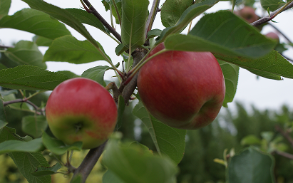 Apples