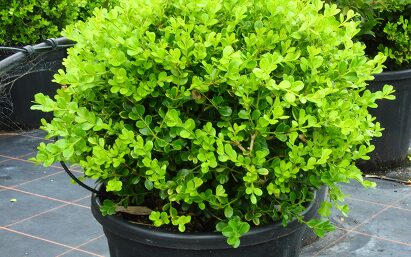 Frame 2886 (8) Buxus Green Gem