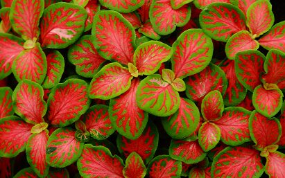 Fittonia