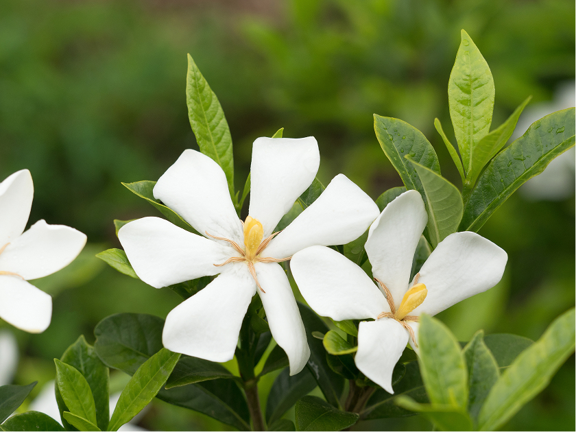 Gardenia Grandiflora Star Lifestyle Flower 1 Gardenia Flower