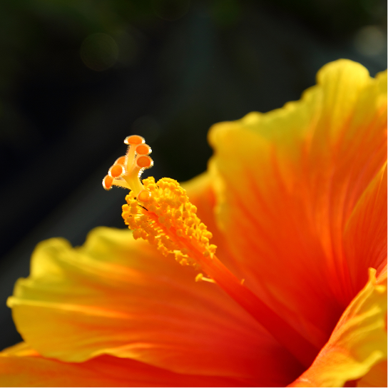 Hibicus Orange Flower 1 Hibicus