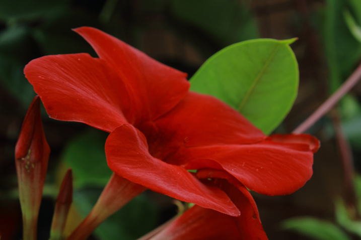 Mandevilla Agathe Scarlet Flower 1 Mandevilla