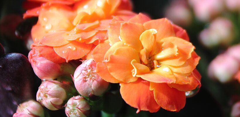 Orange Flower