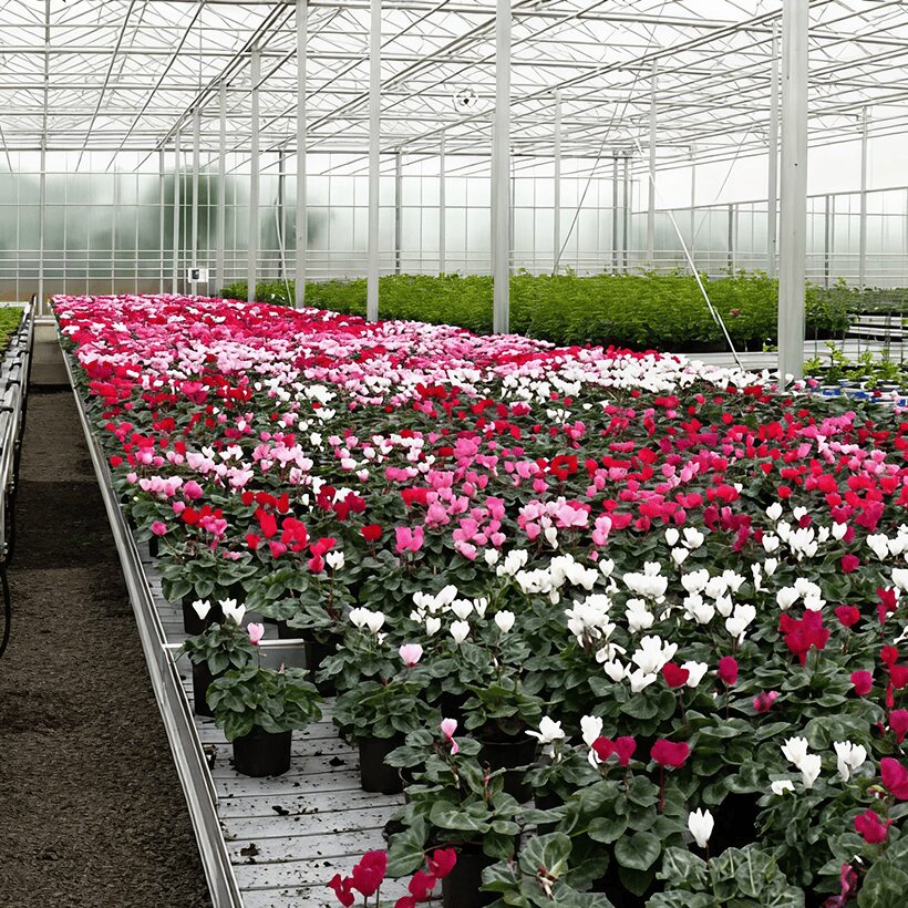 Section of colourful flowers