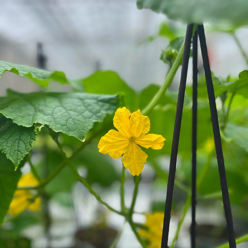 Yellow Flower