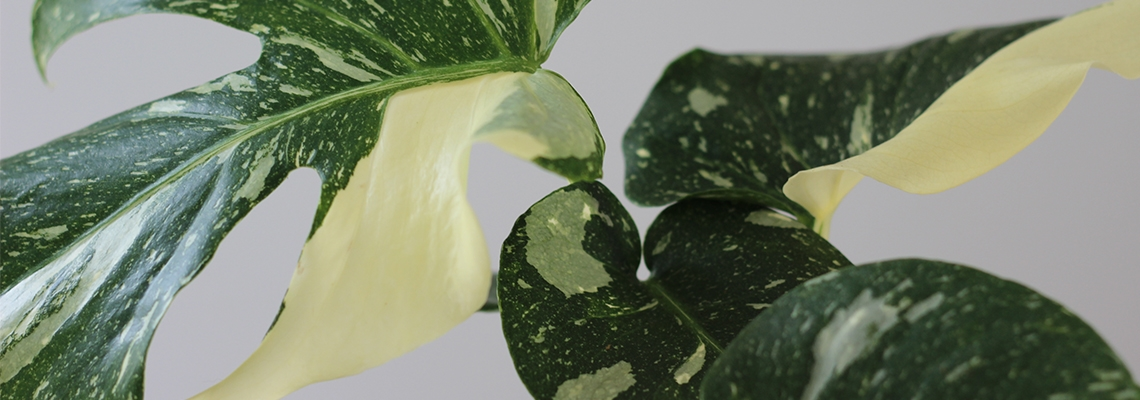 ad068f9a22d9057d55389ee3afe1f453a349c22b (1) Image of plant