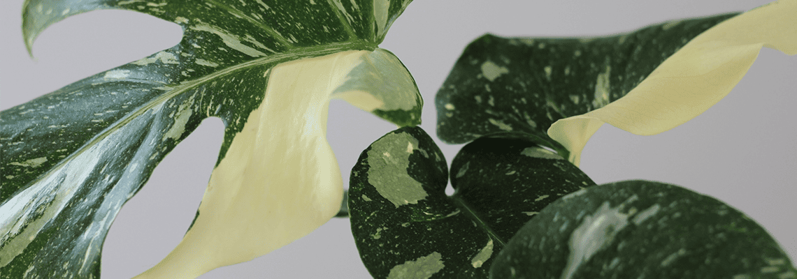 Indoor Plant